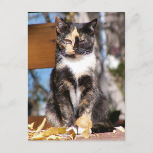 Tortoise Shell kitten 1 Postcard