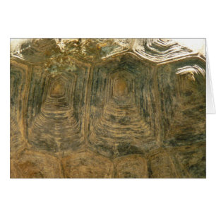 Tortoise Shell Nature Photo