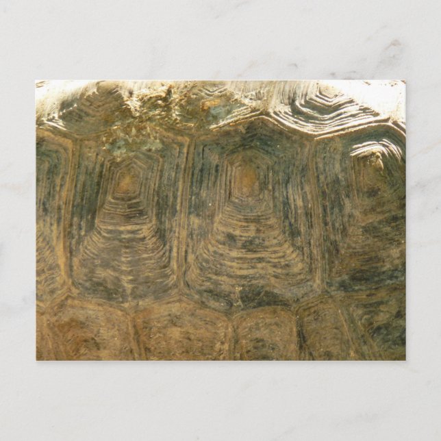 Tortoise Shell Nature Photo Postcard (Front)