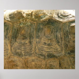 Tortoise Shell Nature Photo Poster