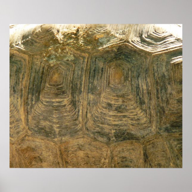 Tortoise Shell Nature Photo Poster (Front)