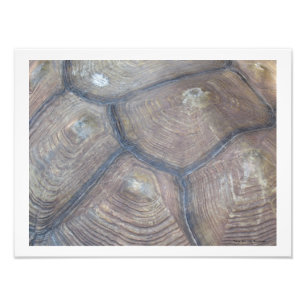 Tortoise Shell Photo by Linda Becker Print