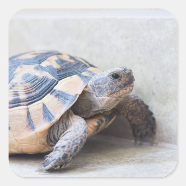 Tortoise Square Sticker (Front)