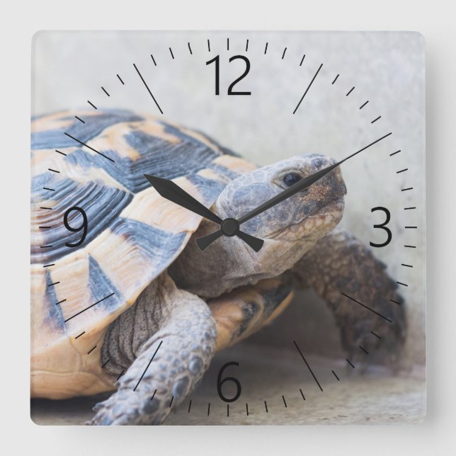 Tortoise Square Wall Clock (Front)