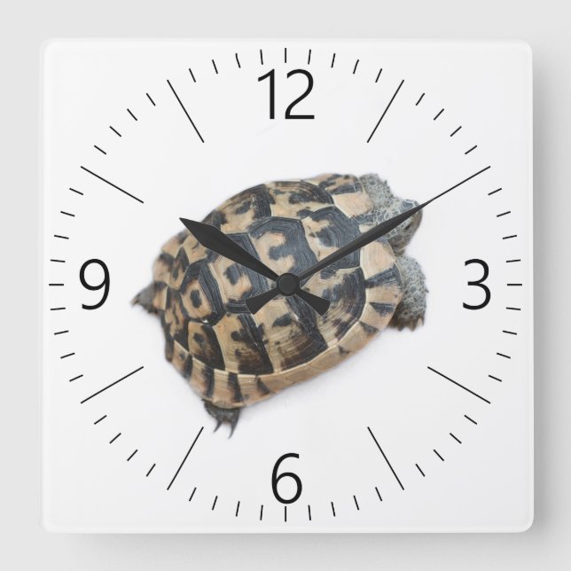 Tortoise Square Wall Clock (Front)