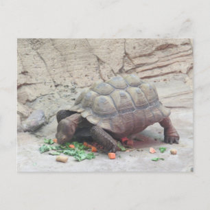 Tortoise Turtle Reptile Postcard