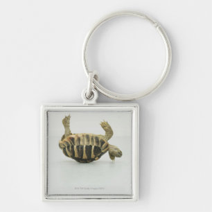 Tortoise upside down, balancing on shell key ring