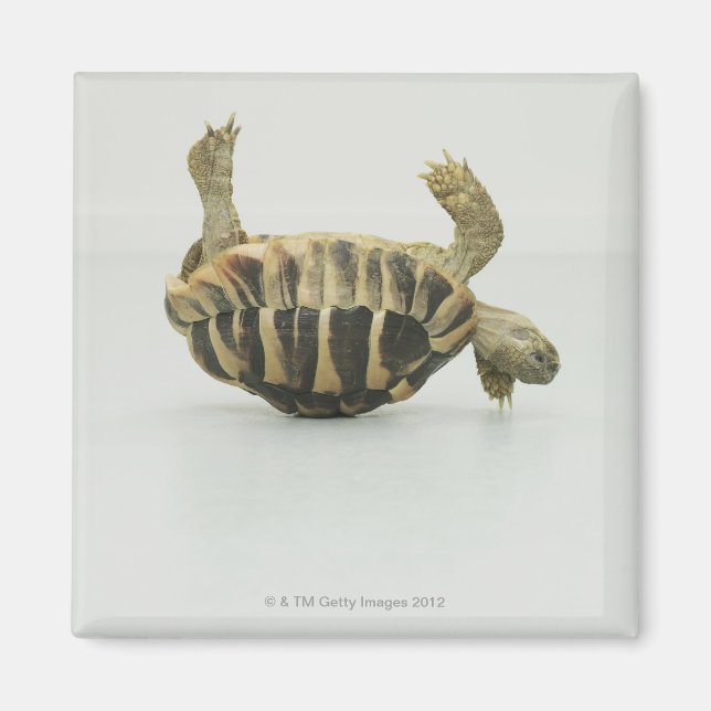 Tortoise upside down, balancing on shell magnet (Front)