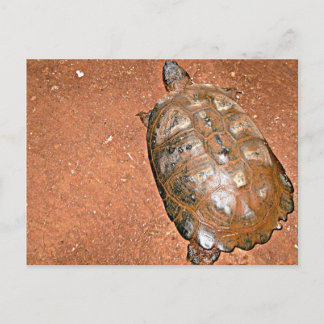 Tortoise walking on brown soil postcard