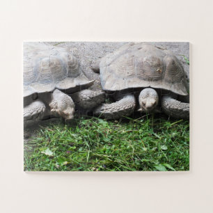 Tortoises Jigsaw Puzzle