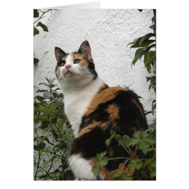 Tortoiseshell and White Cat (Front)