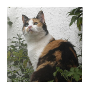 Tortoiseshell and White Cat Ceramic Tile