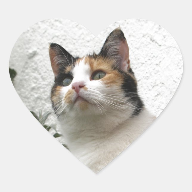 Tortoiseshell and White Cat Heart Sticker (Front)