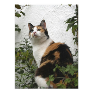 Tortoiseshell and White Cat Photo Print