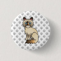 Tortoiseshell Birman / Ragdoll Cute Cat & Paws