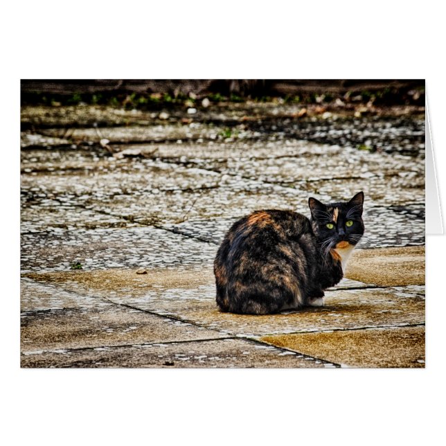 Tortoiseshell Cat (Front Horizontal)