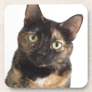 Tortoiseshell Cat Coaster