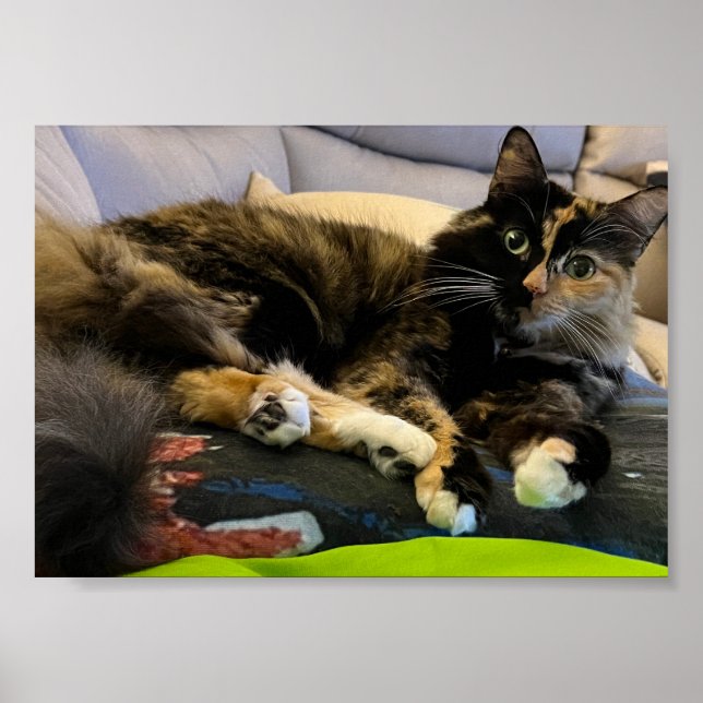 Tortoiseshell Cat Lying Down Poster (Front)