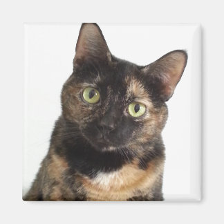 Tortoiseshell Cat Magnet