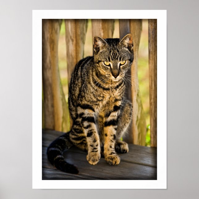 Tortoiseshell Cat Portrait, Closeup Animal Photo Poster (Front)