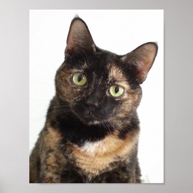 Tortoiseshell Cat Poster (Front)