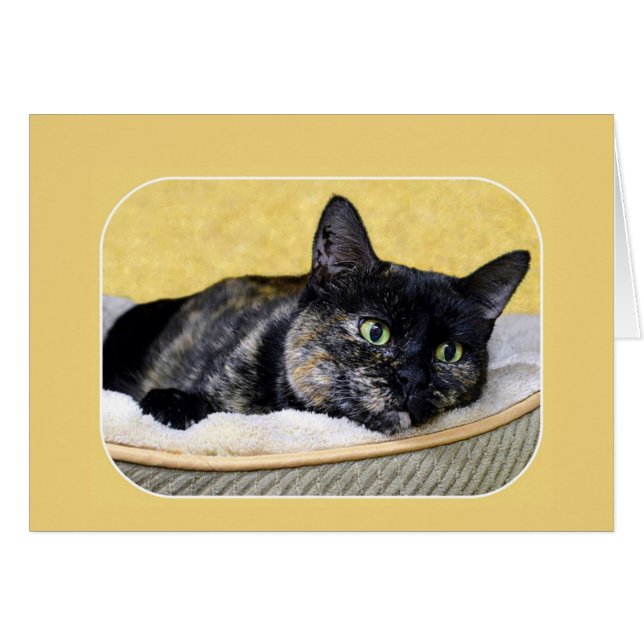 Tortoiseshell Cat Thinking (Front Horizontal)