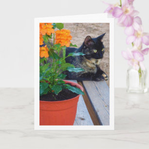 Tortoiseshell Cat with Firecracker Flowers Card