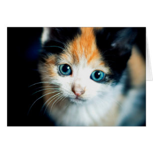 Tortoiseshell kitten