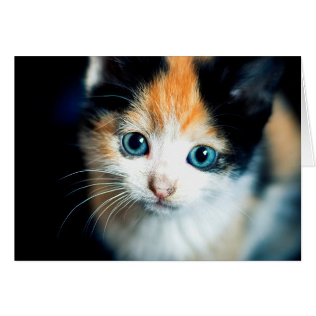 Tortoiseshell kitten (Front Horizontal)