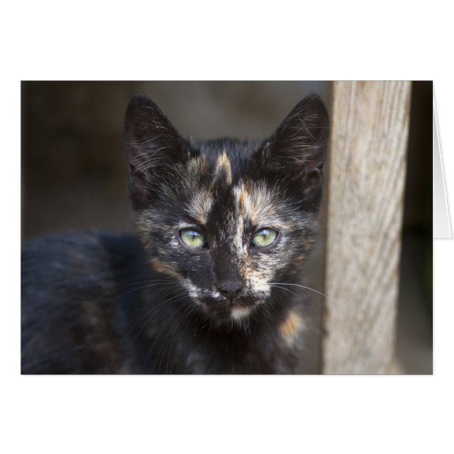 Tortoiseshell Kitten (Front Horizontal)