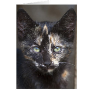 Tortoiseshell Kitten