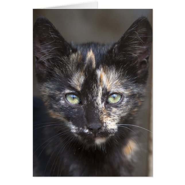 Tortoiseshell Kitten (Front)