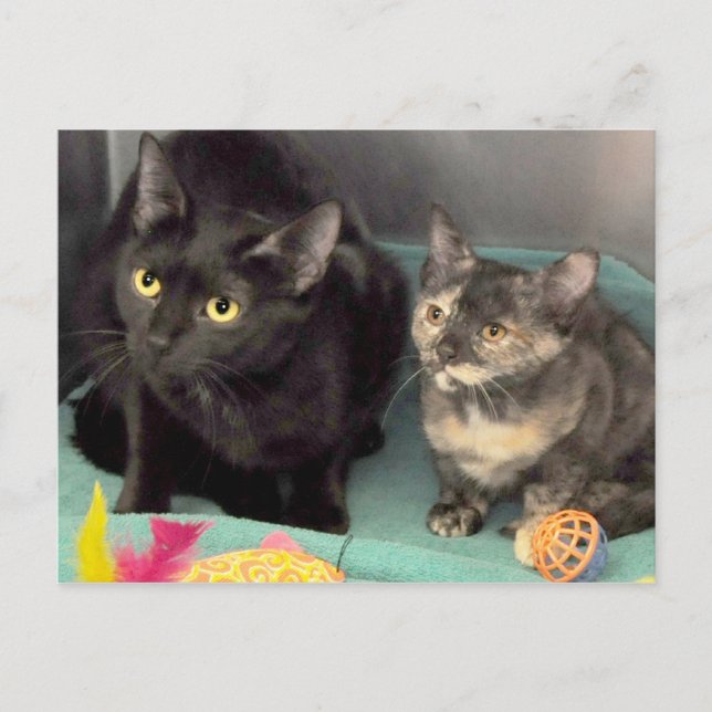 Tortoiseshell Kitten/Black Cat Postcards (Front)
