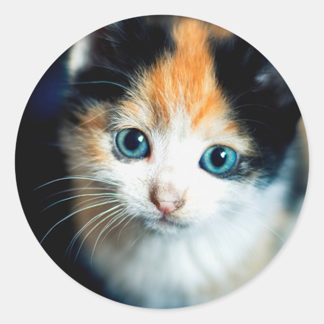 Tortoiseshell kitten classic round sticker (Front)