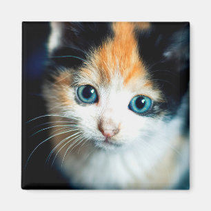 Tortoiseshell kitten magnet