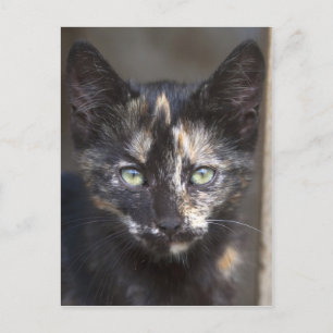 Tortoiseshell Kitten Postcard