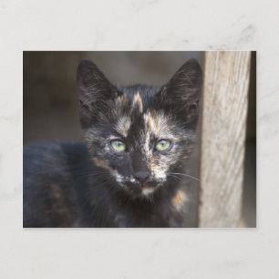 Tortoiseshell Kitten Postcard