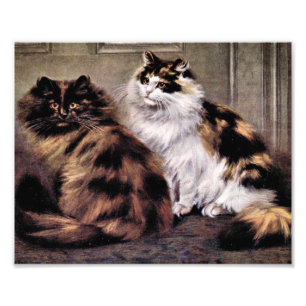 Tortoiseshell Persian Cats Art Photo Print