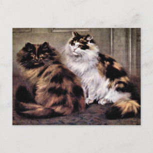 Tortoiseshell Persian Cats Art Postcard