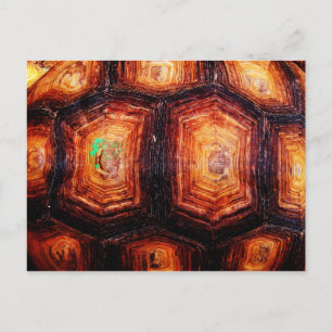 Tortoiseshell Postcard