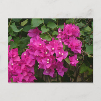 Tortola Flowers Postcard