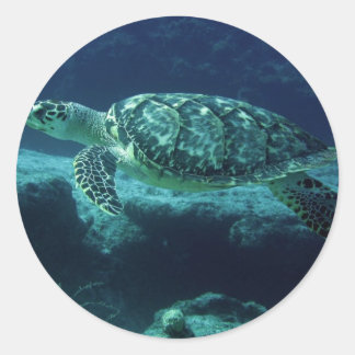 Tortuga Classic Round Sticker