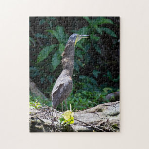 Tortuguero, Costa Rica - Bare-Throated Tiger Heron Jigsaw Puzzle