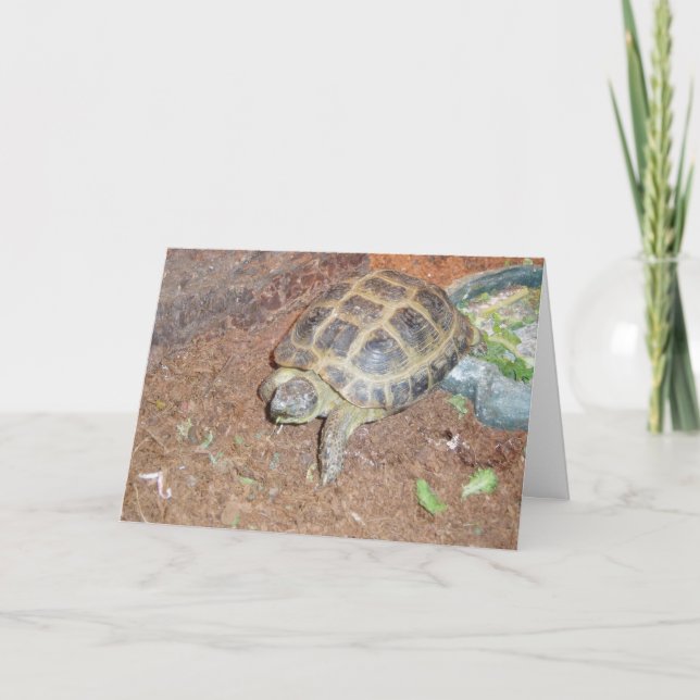 "Tortuse" Get Well Card (Front)