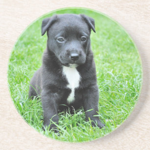 Totally Adorable Puppy Coaster