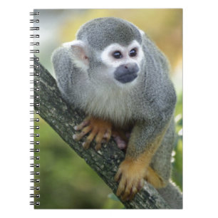 Totenkopfaffe Notebook