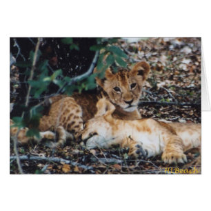 Toto Simbas (Baby Lions)