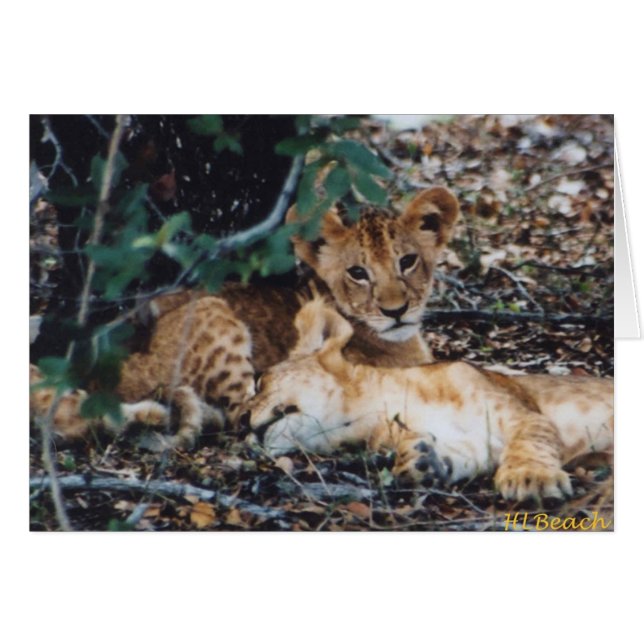 Toto Simbas (Baby Lions) (Front Horizontal)