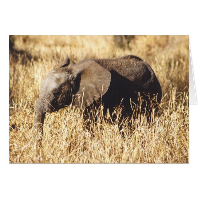 Toto Tembo (Baby Elephant) (Front Horizontal)