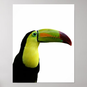 Toucan animal exotic tropical modern photo poster